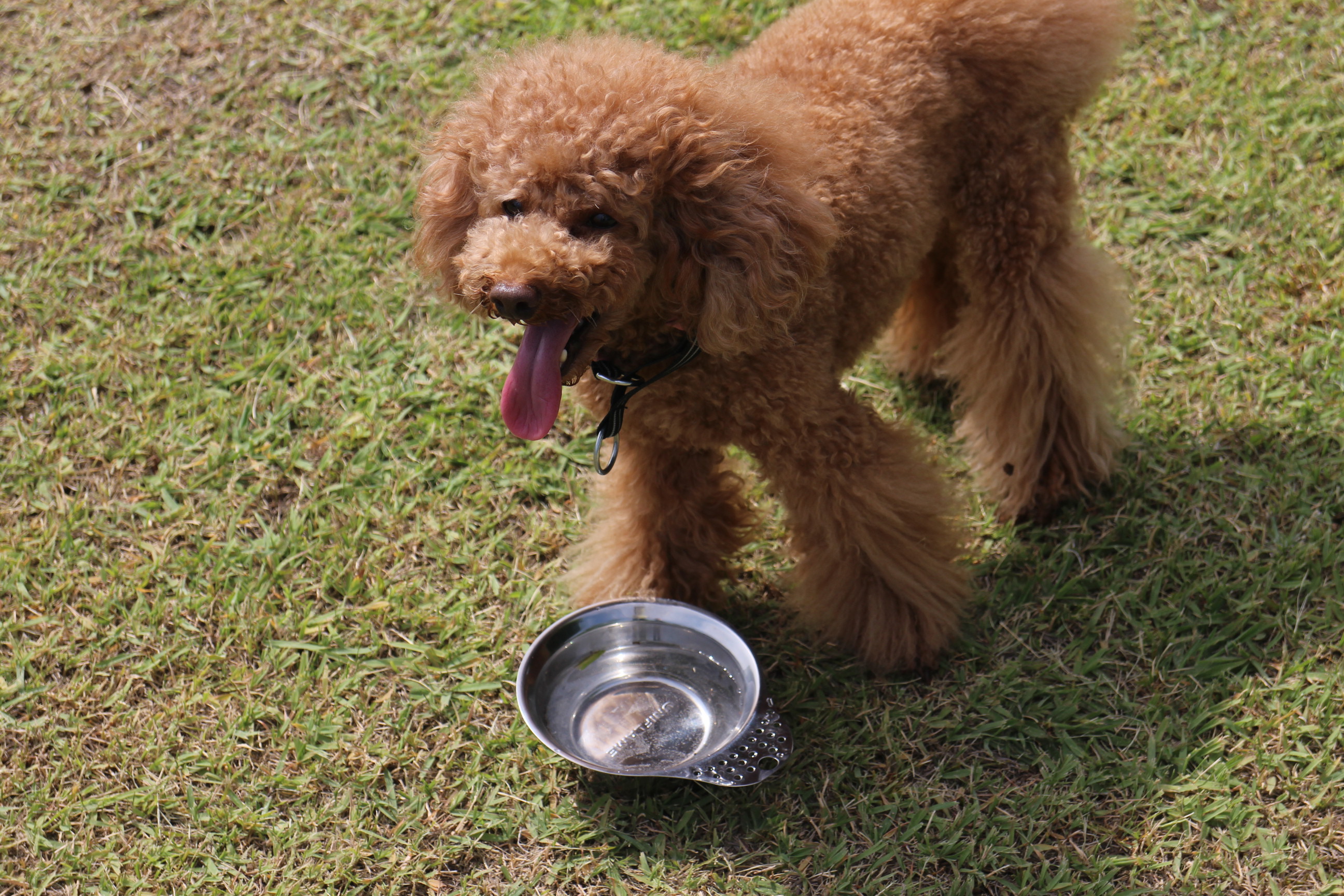 キャンプｉｎ静岡２０ with dog