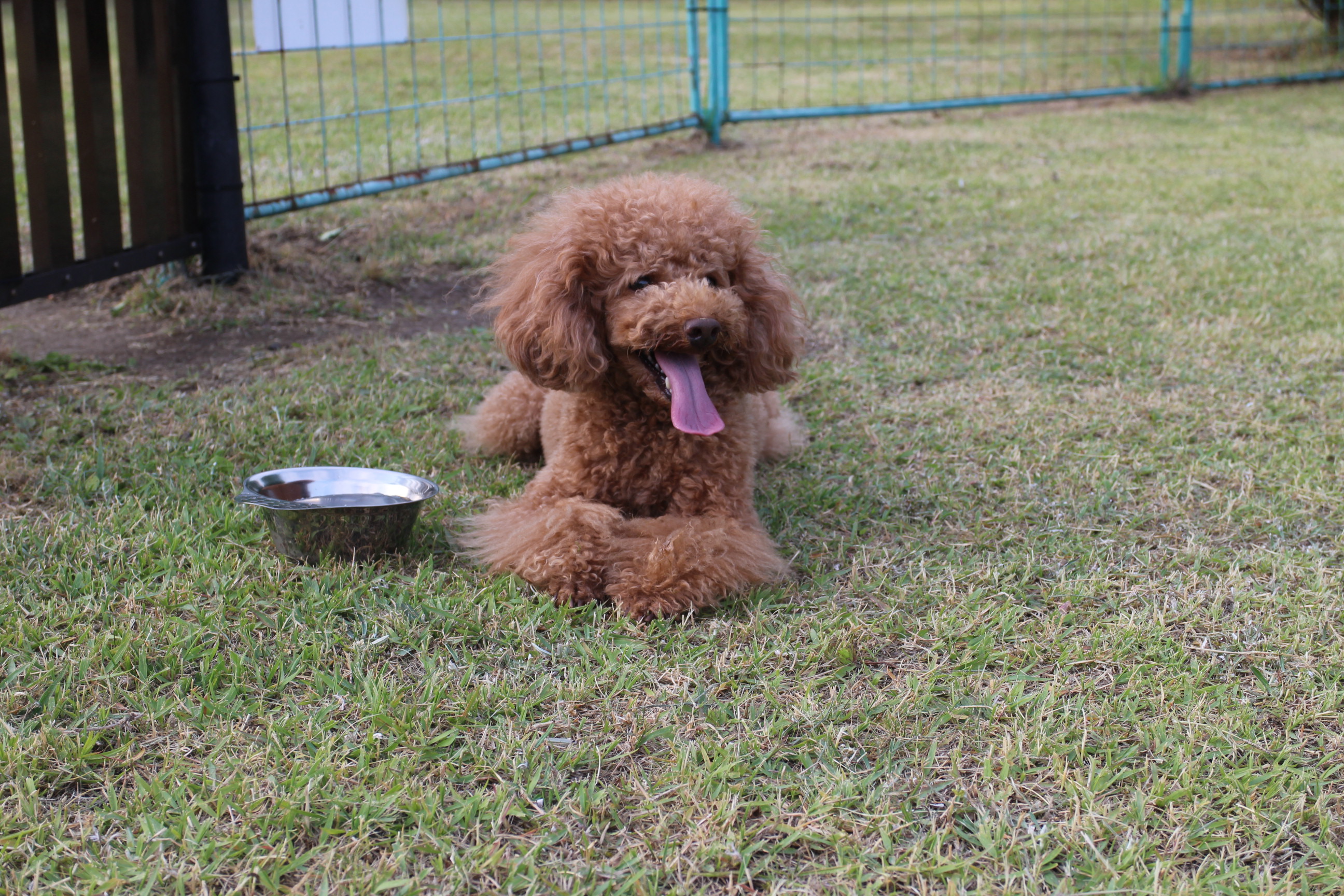 キャンプｉｎ静岡２０ with dog