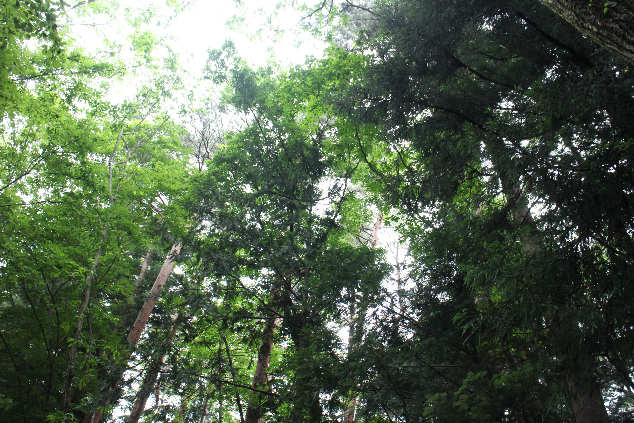 キャンプｉｎ山梨Ⅳ with dog