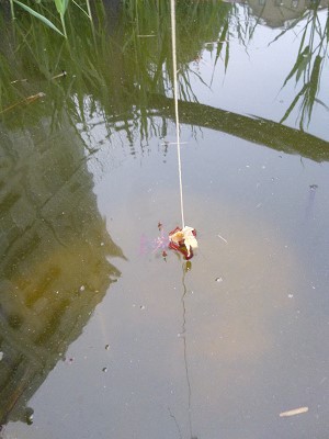 ザリガニ釣り