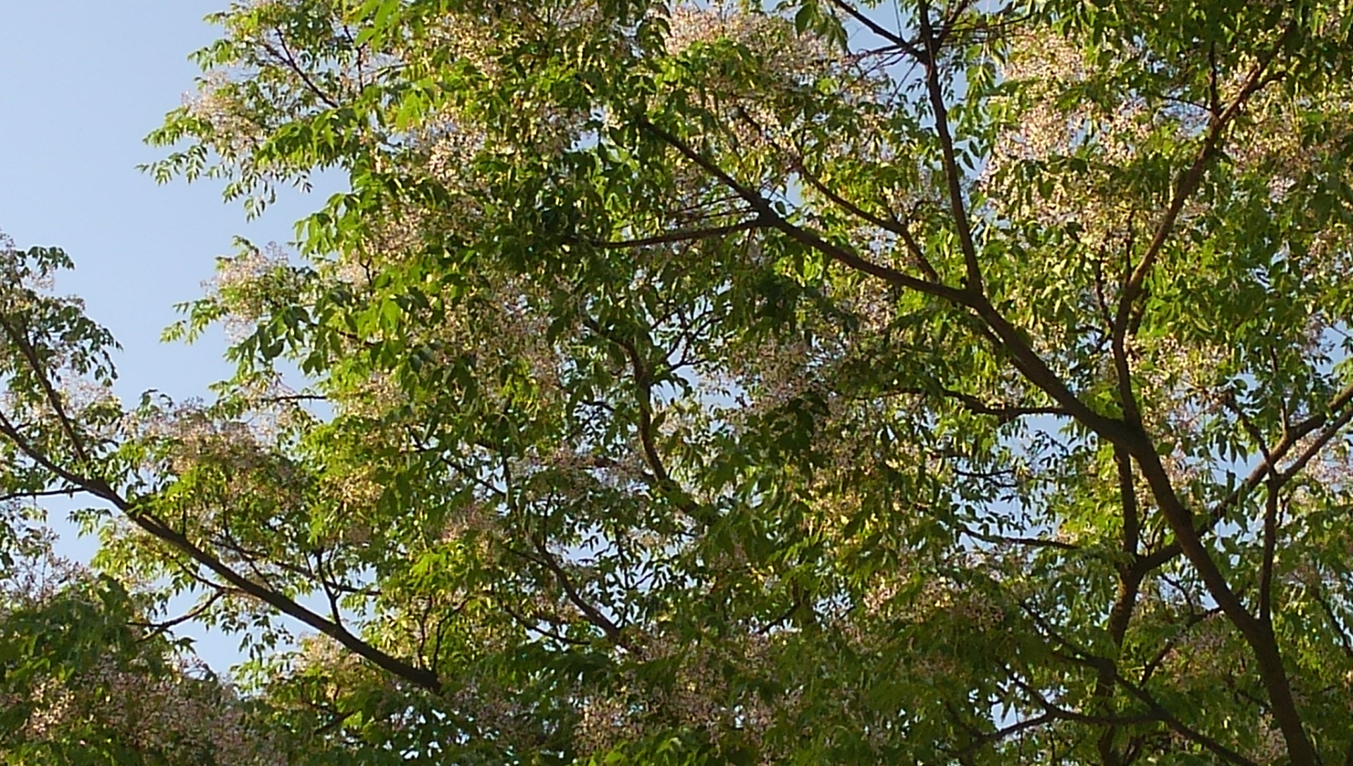 花盛り