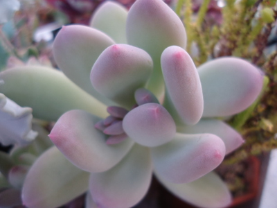 室内では植物達は？