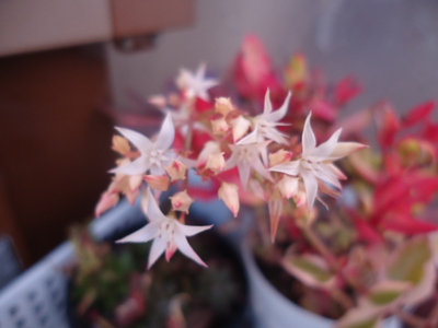室内では植物達は？