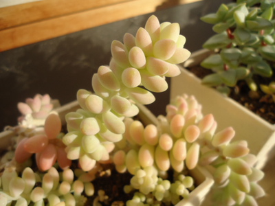 室内では植物達は？