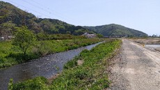 琵琶湖の塩津大川に小鮎釣りに行って来ました❗️2025年