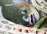 最高のファイトを求めて 【すそのFP 5/31】
