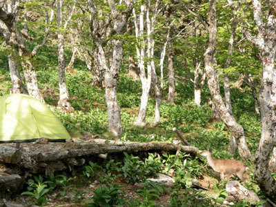 ②新緑の釈迦ヶ岳へ　テント泊