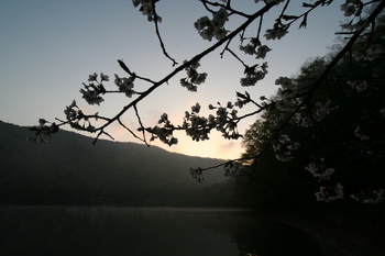 晩春の四尾連湖２