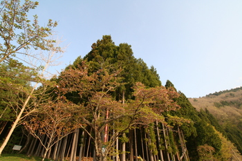 晩春の四尾連湖２
