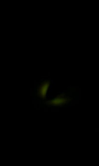 居ました! 2007/06/16 20:22:23