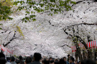 桜 2009/04/04 19:25:22