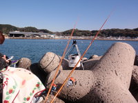 11月21日、知多半島の豊浜漁港！!尺マコなり〜！！ 2013/11/23 01:52:30