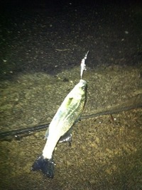 連夜の釣行