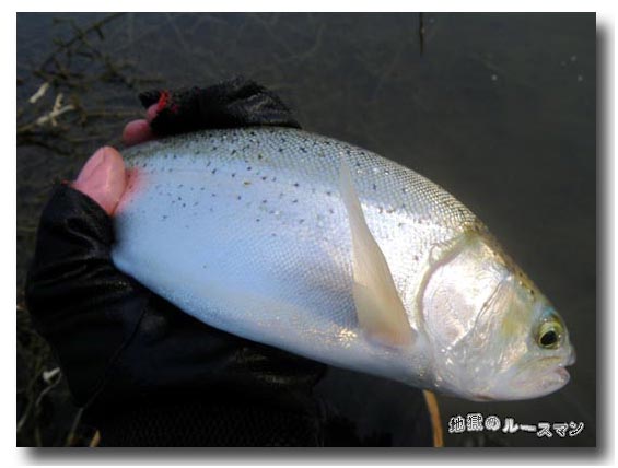 ６月最後はダムで