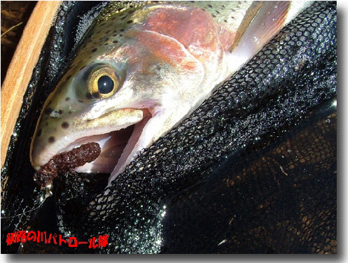 ニジに飽きる頃