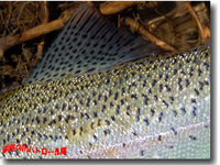 ニジに飽きる頃