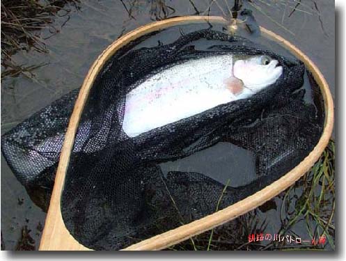 山奥のニジ