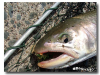 遡らぬアメマス