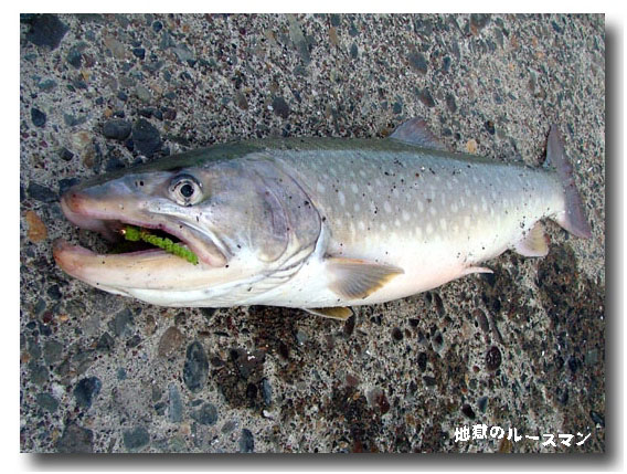 遡らぬアメマス
