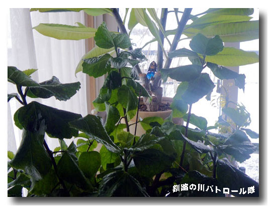 ３月弥生ちゃん
