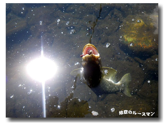 浮かべて屈斜路湖