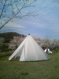 桜が見ごろです。 2010/05/02 09:58:55