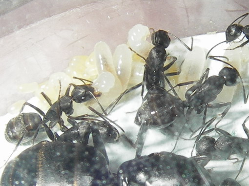 アリのブログ クロオオアリにウメマツオオアリの幼虫を与えてみた