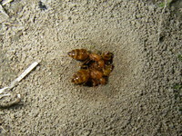 キイロシリアゲアリ　多雌巣穴掘り