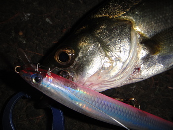 季節の境を感じながら釣りを楽しむ、東京湾シーバス、メバル