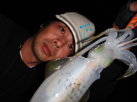 2012・東京湾・秋アオリイカ・エギング良型連発中。