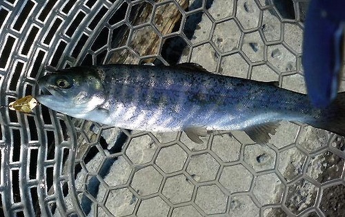 宮城AV釣行