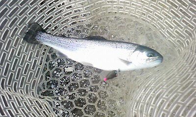 川場FP釣行記
