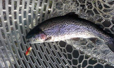 春のアングラーズエリアHOOK釣行