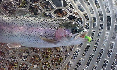春のアングラーズエリアHOOK釣行