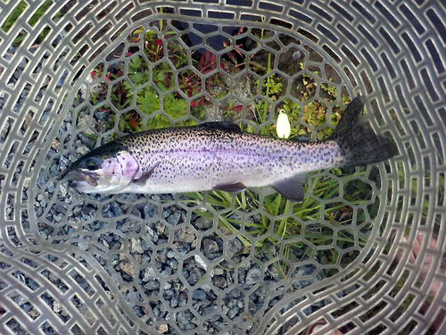 群馬フィッシングセンター中ノ沢釣行