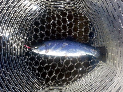 構内整備後のベリーズ