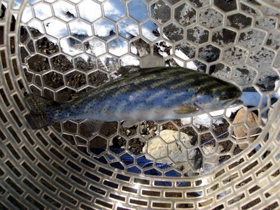 2010年の釣初め