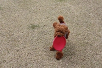 キャンプｉｎ静岡１５　with dog
