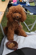 キャンプｉｎ静岡１７　with dog