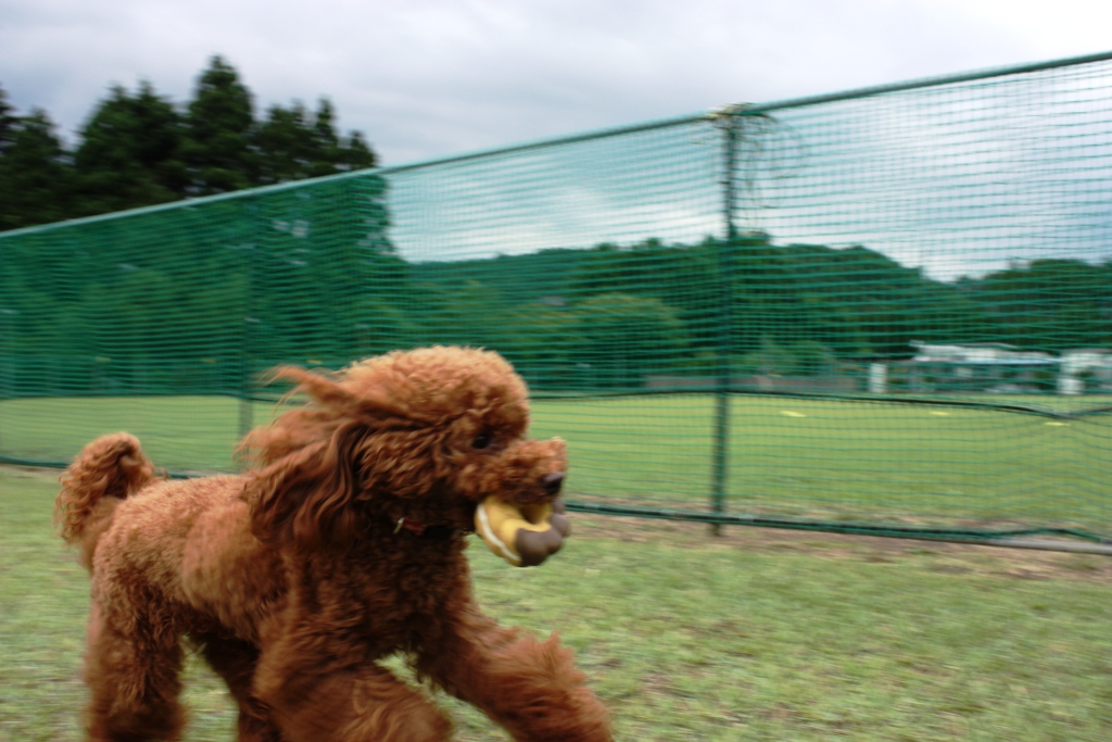 キャンプｉｎ静岡１７　with dog