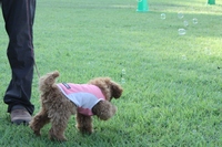 キャンプｉｎ静岡１３ with dog