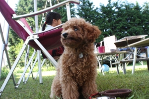 キャンプｉｎ静岡１３ with dog