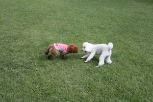 キャンプｉｎ静岡１３ with dog