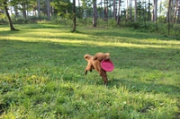 キャンプｉｎ長野Ⅰwith dog