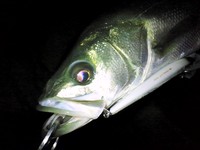 木曽川シーバス釣行１２