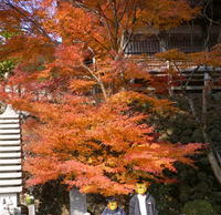 紅葉狩り