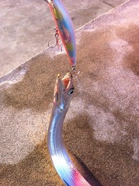 朝練　タチウオプラッキング