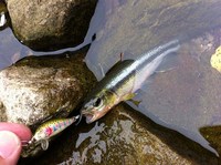 カワムツ釣行