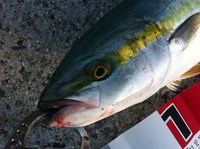 ショアジギング釣行 in 朝練