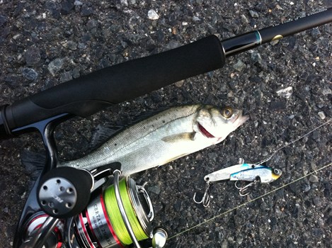 SEABASS GAME in 北西風